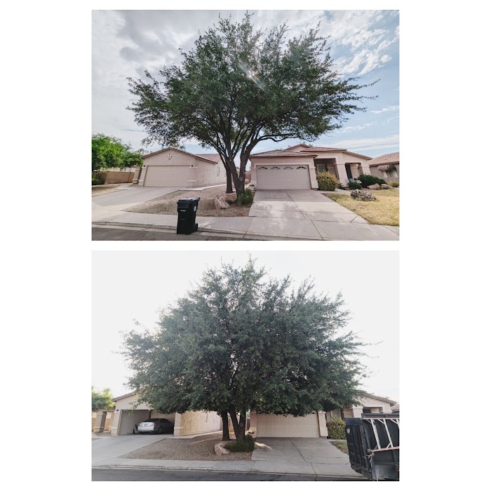 Bynum Tree and Landscape