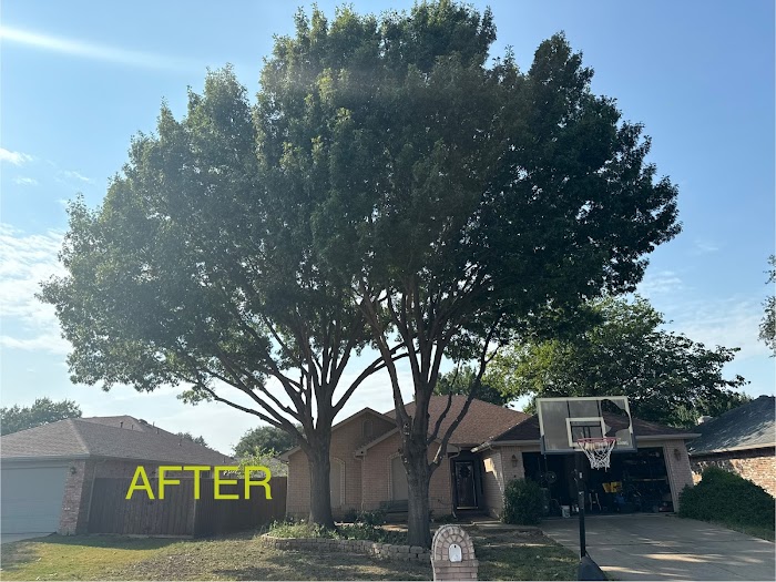 DFW Flores Tree Service llc