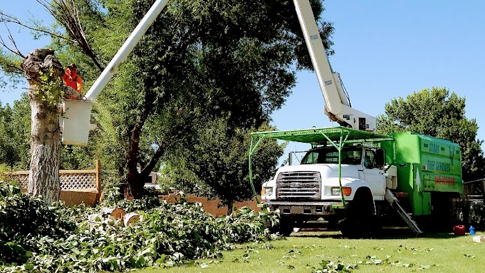 VJ Stars Tree Services