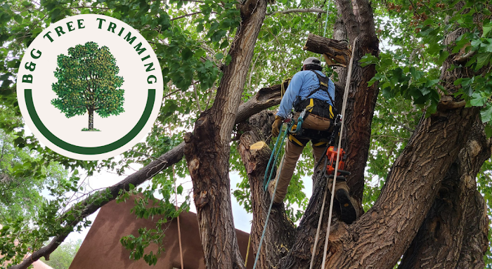B&G Tree Trimming