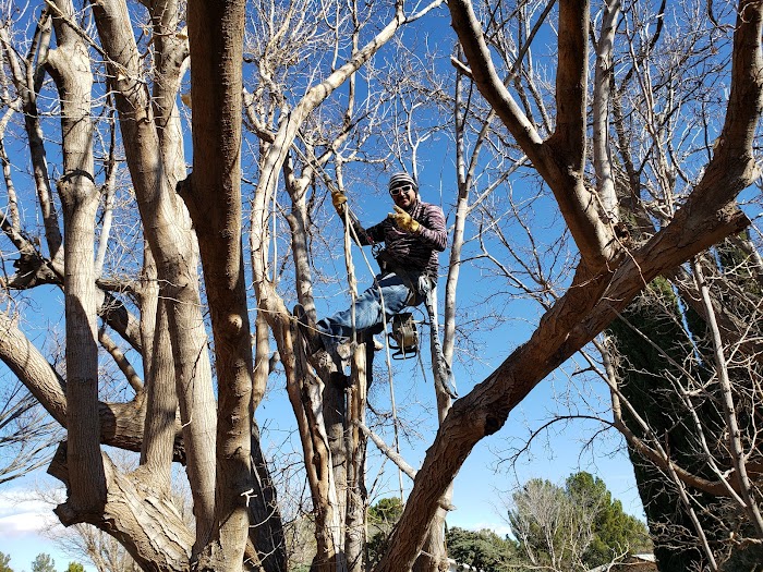 Joshua’s tree service