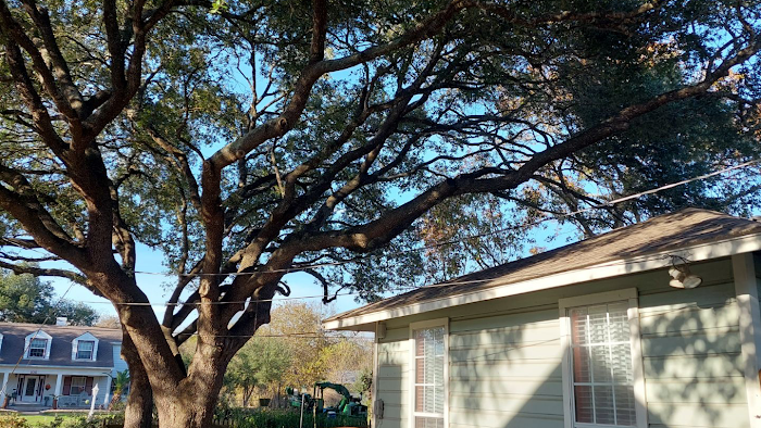 Affordable Tree Care Service