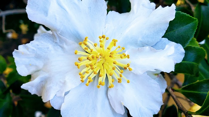 Cisneros Contracting San Diego