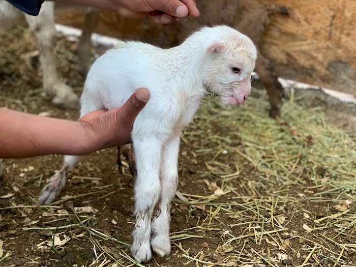 Green Goat Landscapers