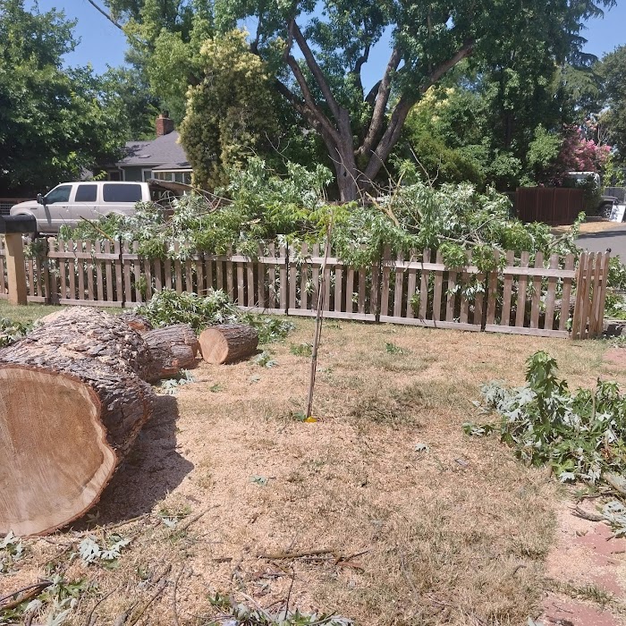 Kingdom Tree Services