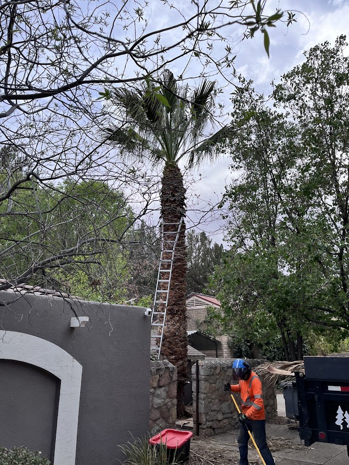 El Paso Arborists