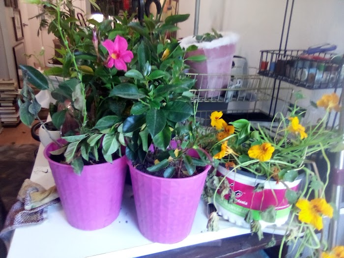 Tiny Gardens and Landscapes