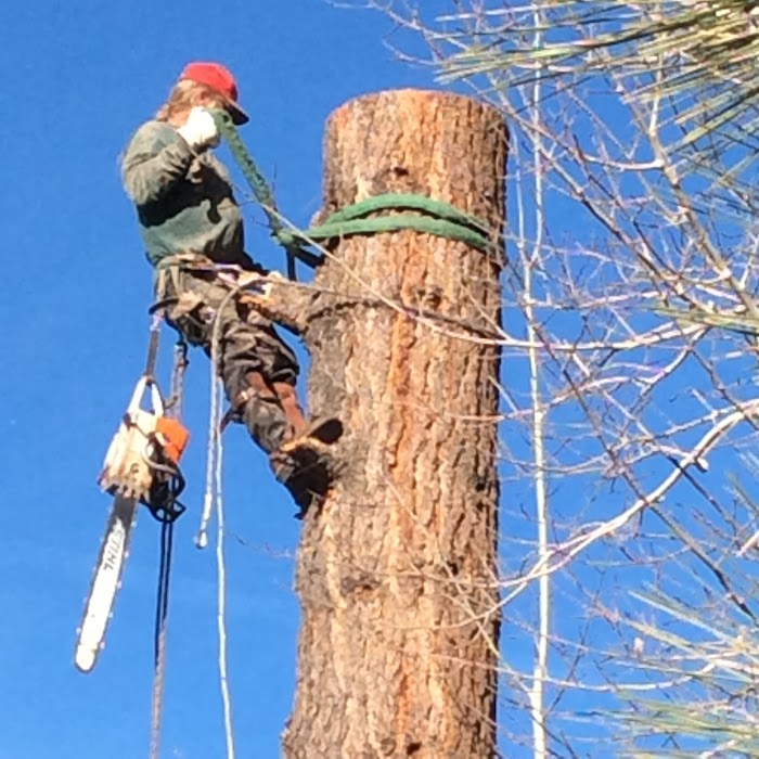 Reno Tree Service