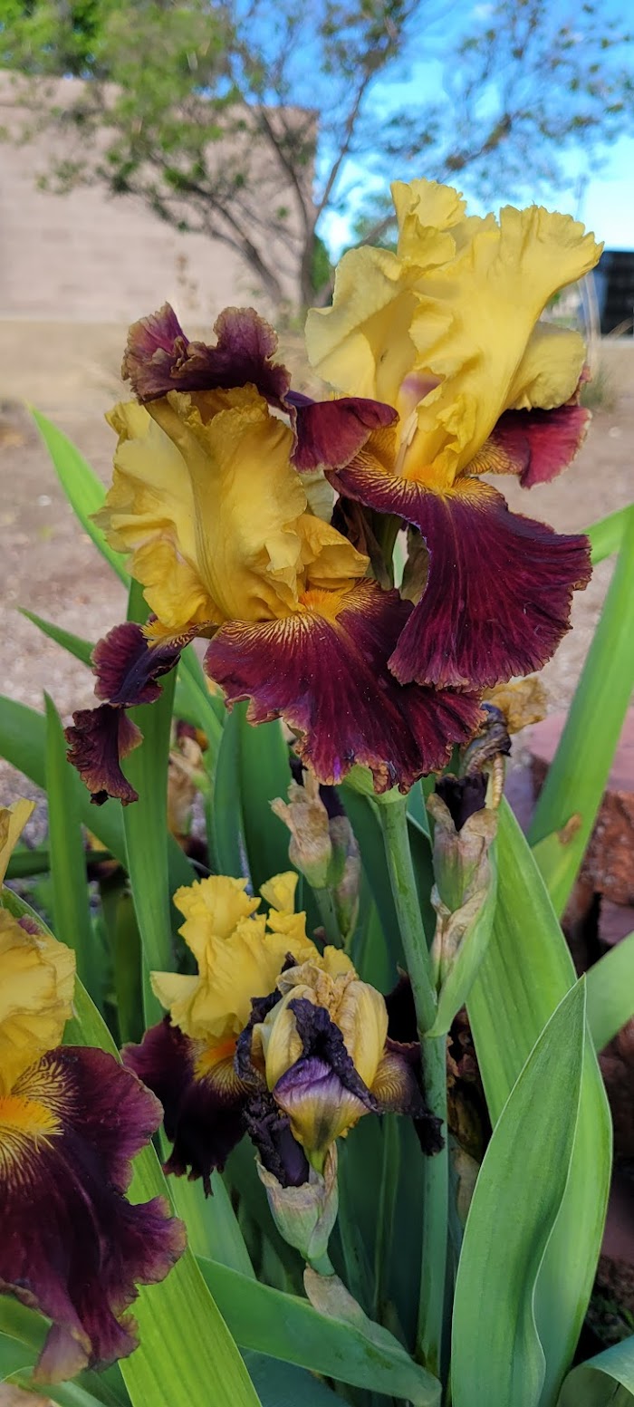 Rio Rancho Water Wise Garden