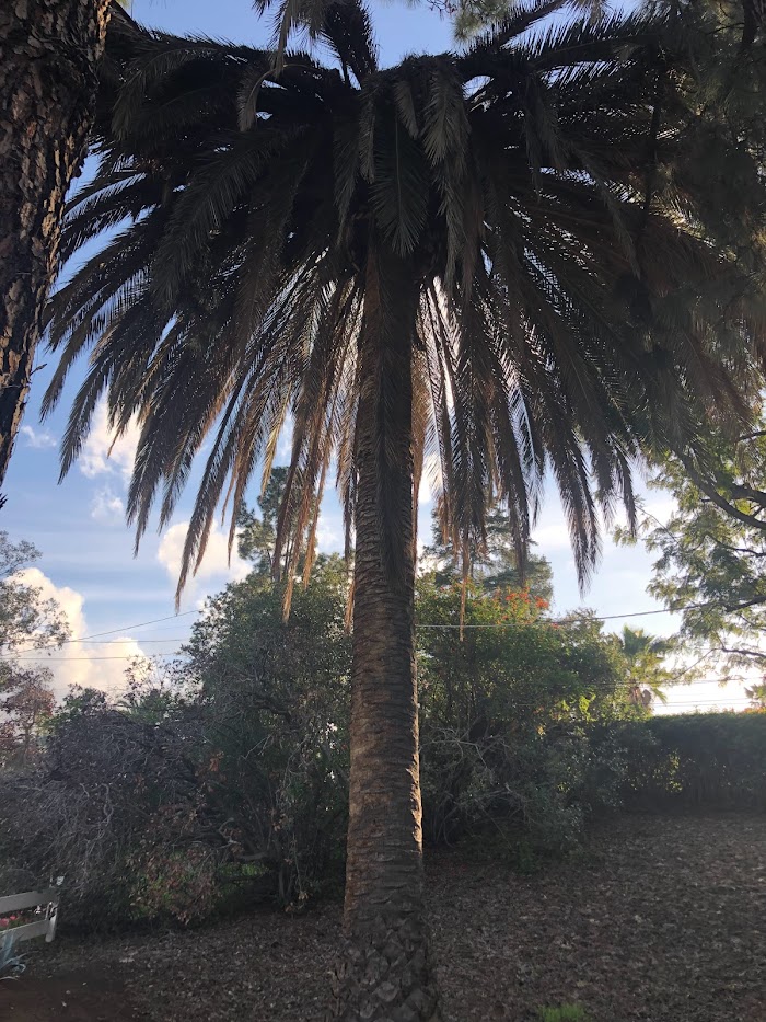 CM Precision Tree and Landscaping