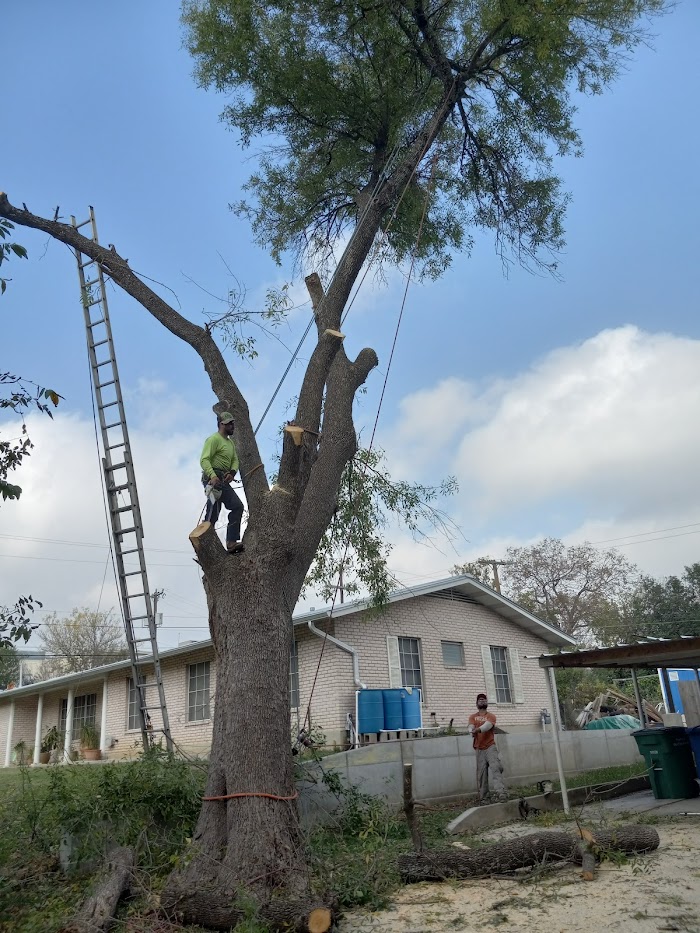 JOE’S TREE SERVICE.