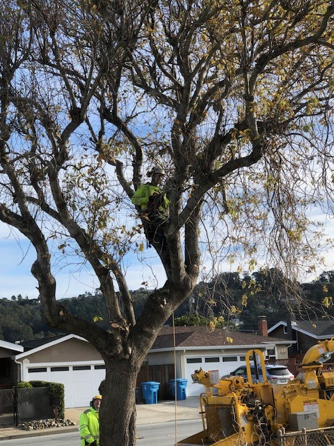 The Davey Tree Expert Company