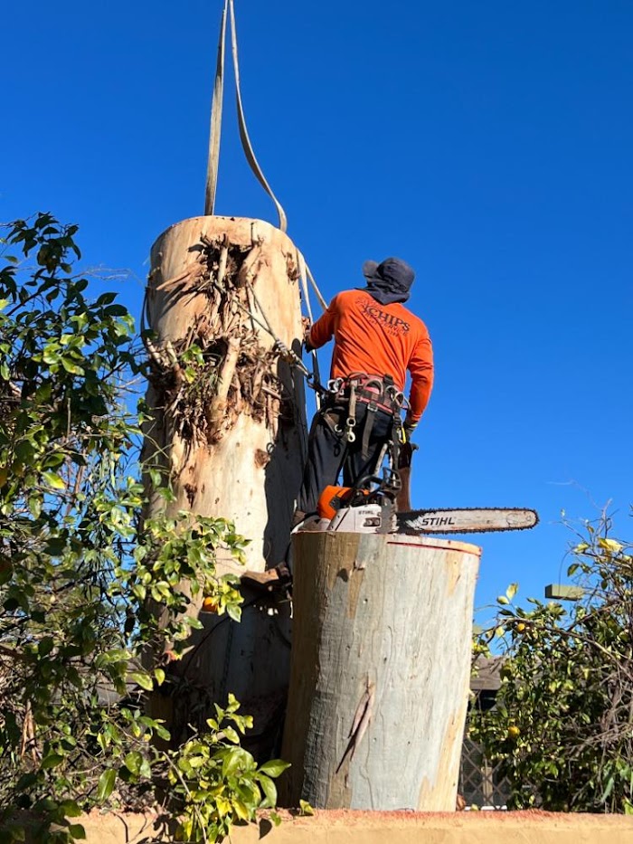 Chips Tree Service