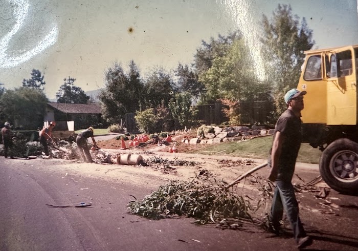 Aly’s Tree Trimming & Yard Clean-Up