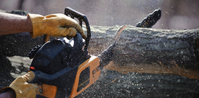 Palms & Trees Services