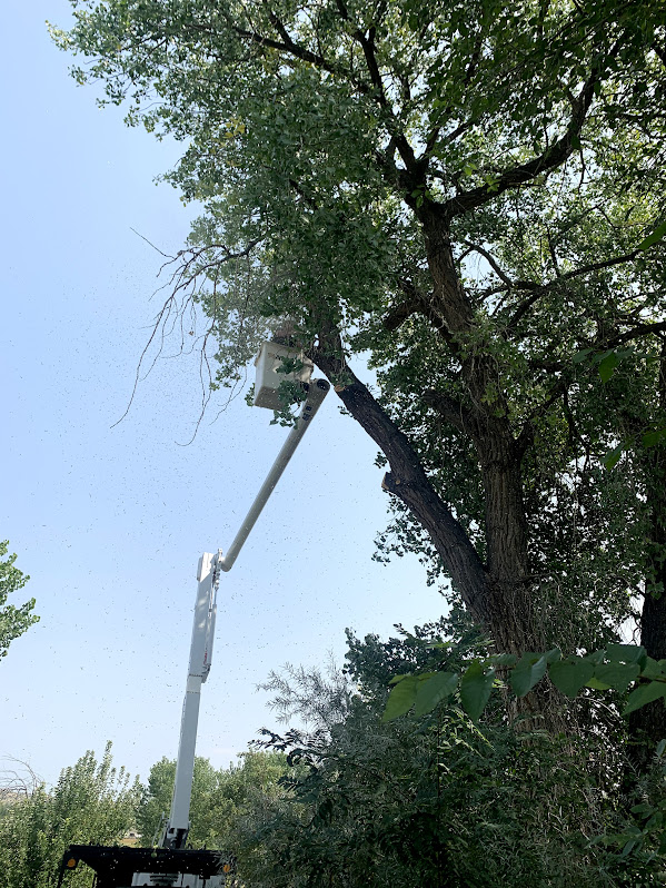 Affordable Tree Trimming, LLC