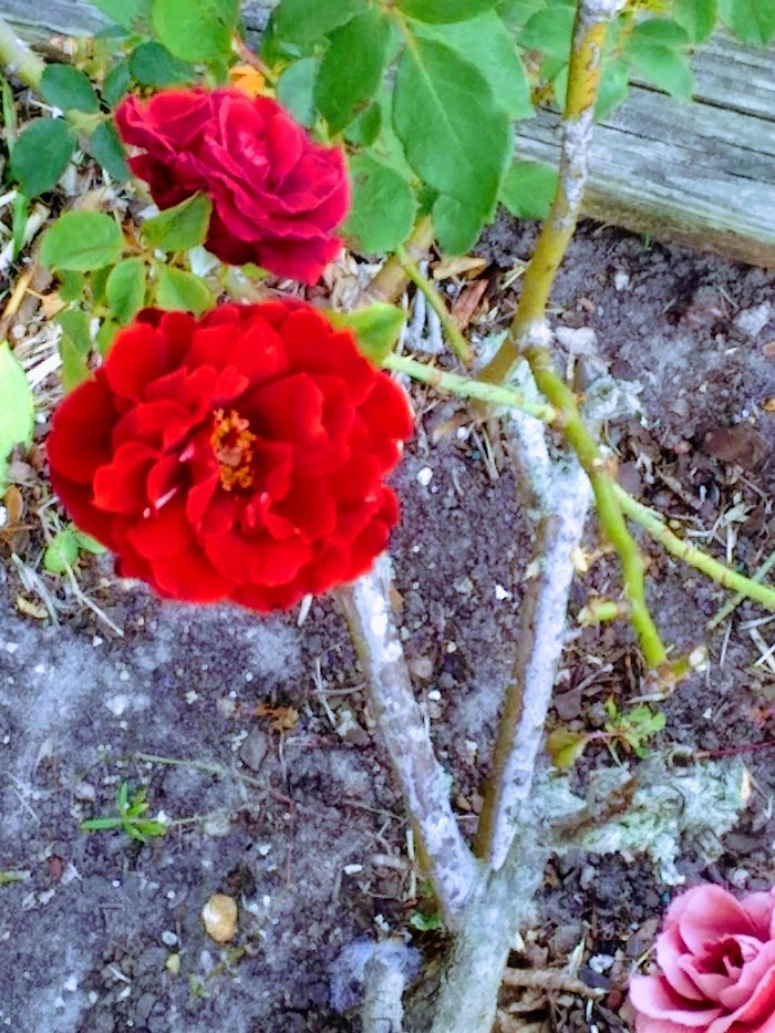 Green Pastures Lawn Maintenance & Landscaping, INC