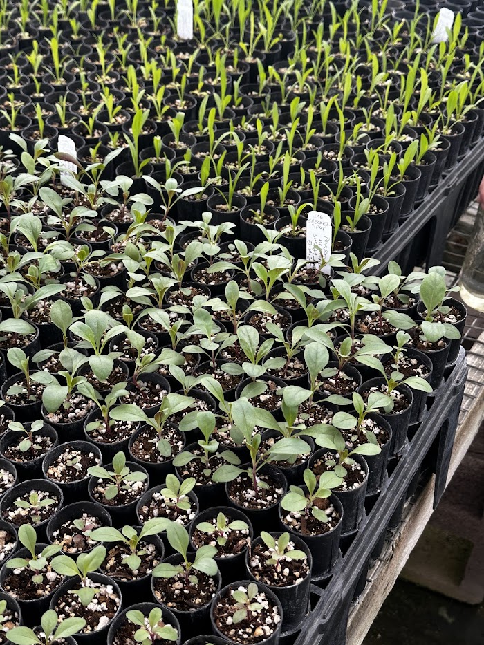 Santa Ana Native Plants