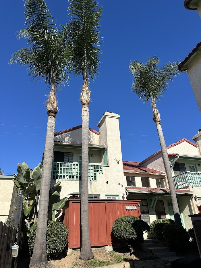 Tree Service San Diego