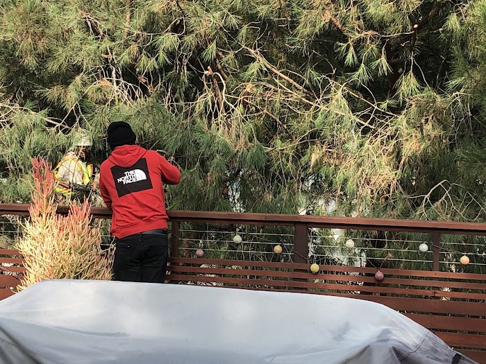 Elite Tree Care Inc., DBA TONY MACIAS