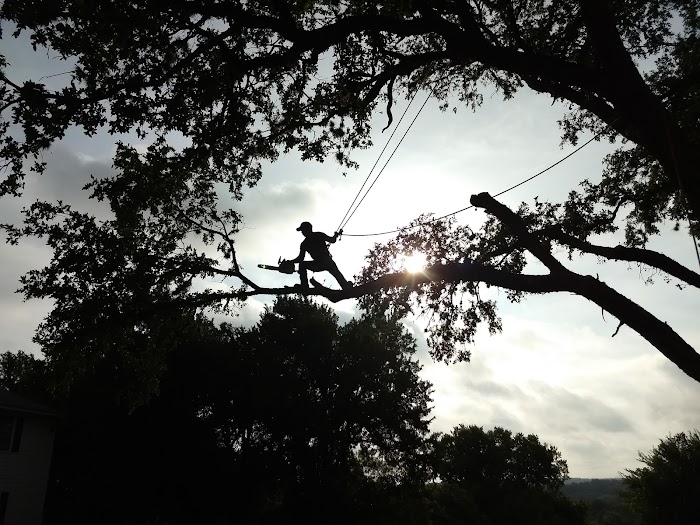 Chico’s Tree Love & Care