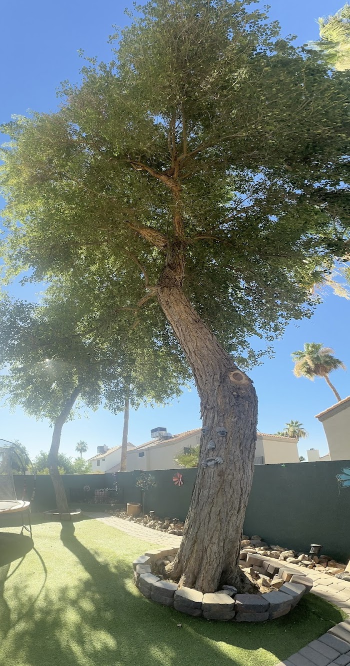 American Tree & Landscape Co