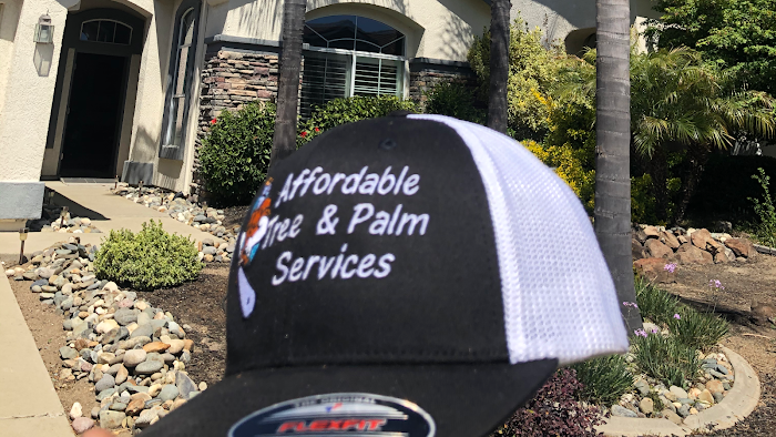 Affordable Tree and Palm Tree Services