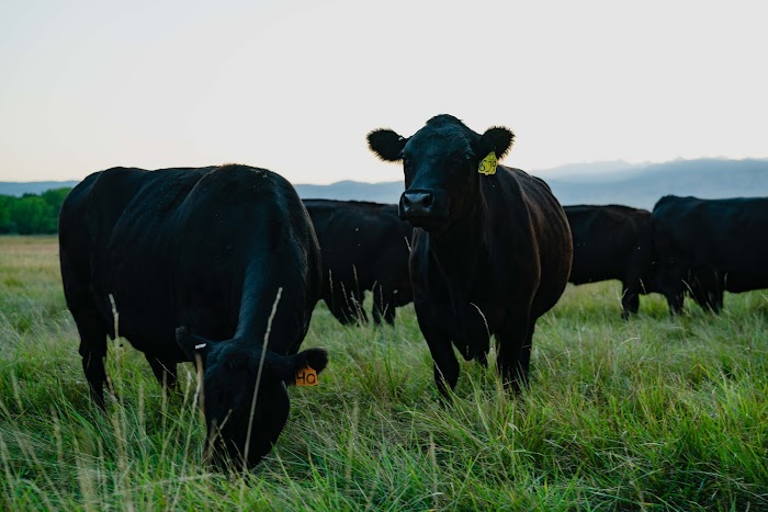 Grama Grass and Livestock