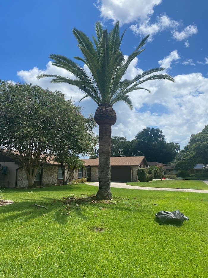 J Trimming Tree Service LLC