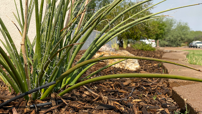 Dawn Till Dusk Landscaping, LLC