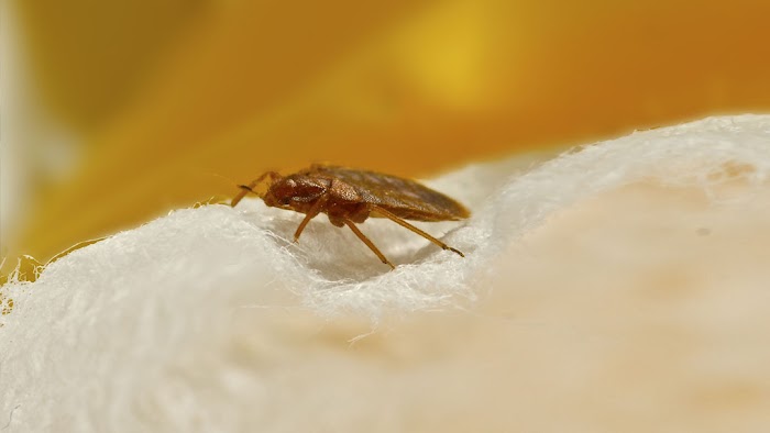 Bugman Pest Control, Inc.