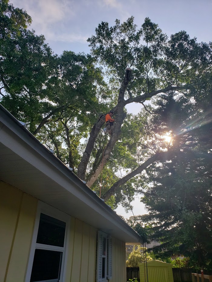 King Essential Yard Services Tree Trimming