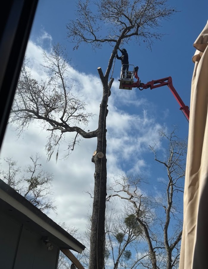 American Tree Solutions