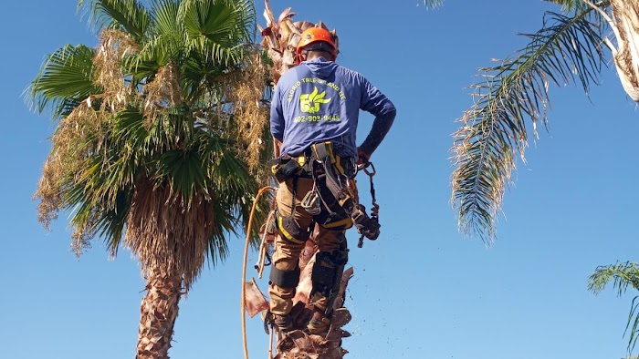 Osorio Tree and Land Service