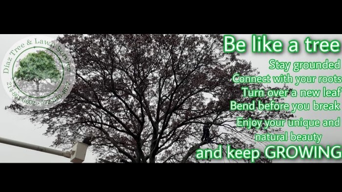 Diaz Tree & Lawn Service