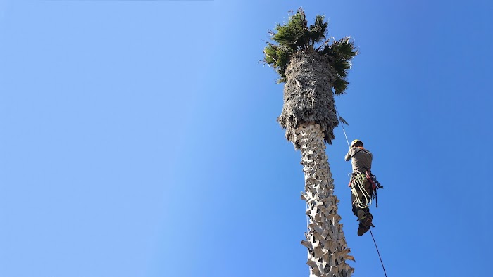 Ocean Beach Arborists