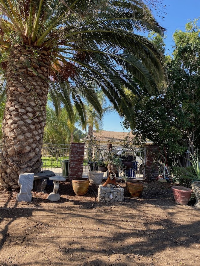 Trees in LA Landscaping