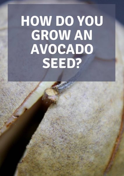 how do you grow an avocado seed