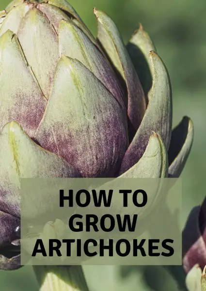 how to grow artichokes